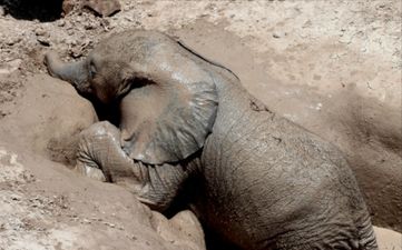 Baby Elephant Trapped In A Well Is Rescued By Some Caring Conservationists in an Amazing Video