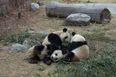 Baby Pandas Figure Out How to Play on a Slide