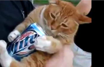 Supping It Up! This Cat Likes Nothing Better Than To Relax With A Beer