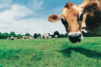 Cow Gobbled My iPhone, Seagull Ate My Samsung… Ten Of The Weirdest Mobile Phone Insurance Claims Revealed