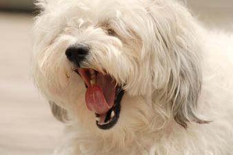 Woman’s Best Friend: Dog’s Show Empathy by Copying the Yawns of Their Owners