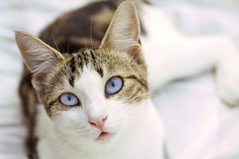 TV Cat Under House Arrest Due to Purr Behaviour