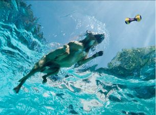 VIDEO: Slippin’ and Slidin’: Pooch Sneaks Into The Pool While Owner Is Out
