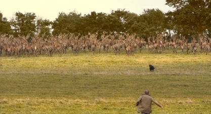 VIDEO: ‘Jesus Christ!’ Fenton The Dog Is Back!