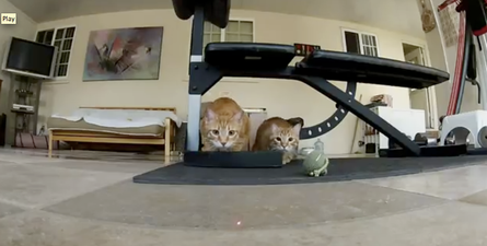 VIDEO: Cats Chasing Laser in Slo-Mo… What the Internet Was Invented For