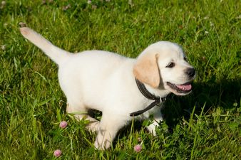 Having a Bad Day? Meet Tugger and His Favourite Toy…