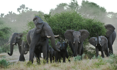 Dumbo Move, Bro. Drunken Elephants Go On The Rampage in India
