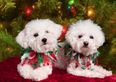Feck Granny! Christmas Shoppers Spend More Money On Festive Gifts For Their Pets