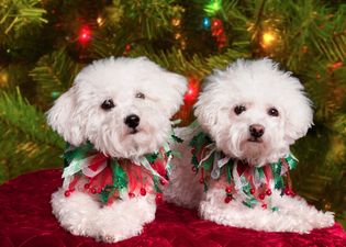 Feck Granny! Christmas Shoppers Spend More Money On Festive Gifts For Their Pets