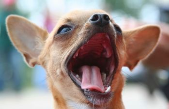 Working Hard For His Turkey: Chihuahua Busts a Move