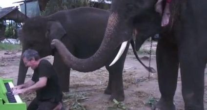 See, This Is Why Elephants Are the Best Animal Ever!