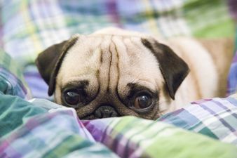 Doggy Debts: Man Receives Letter From Bank Saying The Dog Owes Them Money