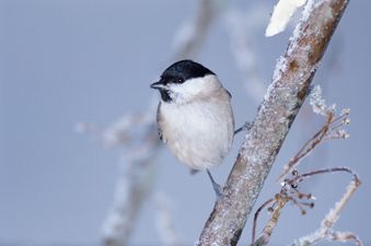 We’re Perished: Met Eireann Warn Of Severe Frosts And Freezing Temperatures
