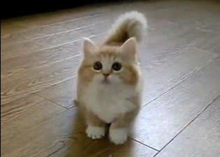 Thursday Procrastination: This HAS To Be The Fluffiest Kitten We’ve Ever Seen