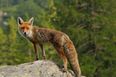 Fox Crime Wave? Woman Gets Mugged By Fox On Way Home From Shop
