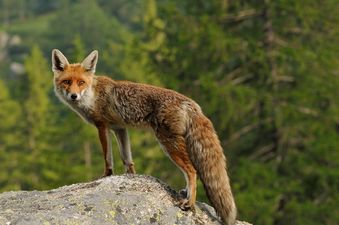 Fox Crime Wave? Woman Gets Mugged By Fox On Way Home From Shop