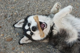 This Dog Really Doesn’t Want to Go For a Walk. Like Really.