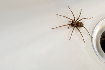 PICTURE: We’ve Found The Best Way To Deal With Spiders In Your House