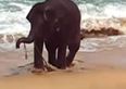 VIDEO: Elephant Playing With Rope Goes Viral