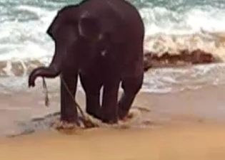 VIDEO: Elephant Playing With Rope Goes Viral