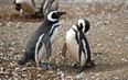 Who Said True Love Was Dead? Penguin Couple Sticks Together for 16 Years