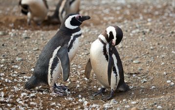Who Said True Love Was Dead? Penguin Couple Sticks Together for 16 Years
