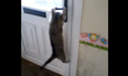 VIDEO: Time To Let The Cat Out? No It’s Ok, She’s Got It…