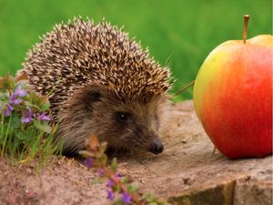 All For A Packet Of Crisps: Hungry Little Hedgehog Involved In A Six-Man Rescue Operation