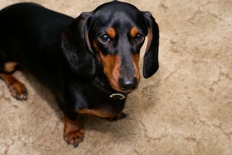 VIDEO: Scientists Help Paralysed Dogs Walk Again
