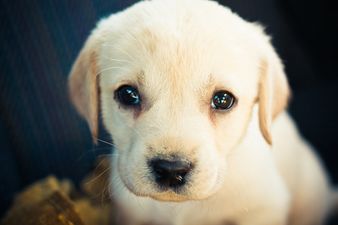 Double Dose of Cute: Baby and Puppy Meet For the Very First Time