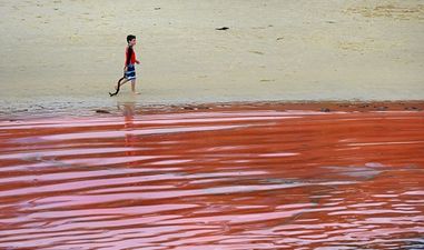 Panic as Water in Bondi Beach Turns Blood Red