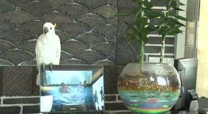 VIDEO: Parrot Does Rendition of Gangnam Style