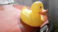 Have You Seen This Duck? Duck Travels 2,500 Miles, Gets Stolen In Tullamore