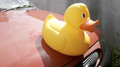 Have You Seen This Duck? Duck Travels 2,500 Miles, Gets Stolen In Tullamore