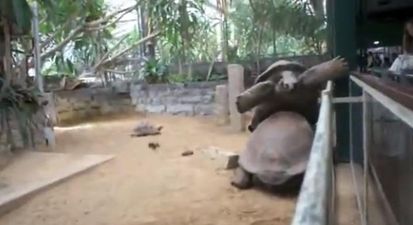 VIDEO: The Turtle Who Was On Top of the World One Moment, Down and Out the Next