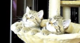 VIDEO: Kittens Watch Tennis. (Yes, That’s All – But It’s Funny, OK?!)