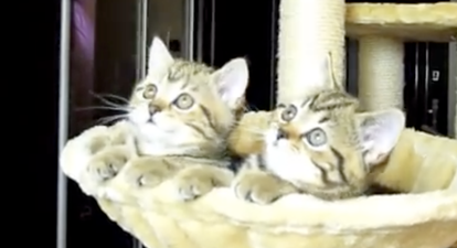 VIDEO: Kittens Watch Tennis. (Yes, That’s All – But It’s Funny, OK?!)