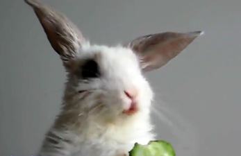 Rabbit, Teacup, Cucumber: This Video Could Probably Change Your Life