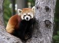Want One! Red Panda Get a Surprise, Has the Cutest/Funniest Reaction Ever