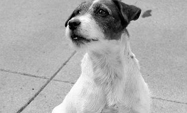 Pooch Perfect: The Dogs Who Hit the Big Time and Stole Our Hearts