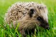Crispian The Crisp-Obsessed Hedgehog is Back and This Time He Has a Blog