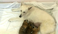VIDEO: The Wonders Of The Animal Kingdom: Dog Adopts Abandoned Tiger Cubs As Her Own