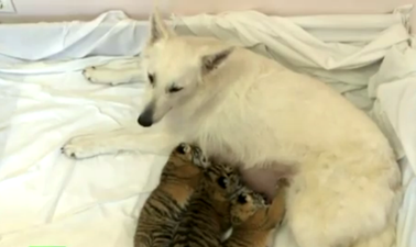 VIDEO: The Wonders Of The Animal Kingdom: Dog Adopts Abandoned Tiger Cubs As Her Own