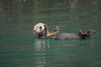 VIDEO: Otter Escapes Killer Whales By Jumping On Board A Boat