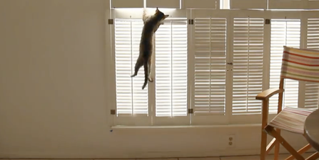 VIDEO: Anything Dogs Can Do… Ninja Cat Plays Fetch