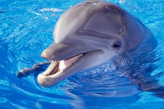 Twitter Is Wrong: Famous Dolphin Fungi Is NOT Dead