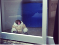 “Stylish But Illegal Monkey Found”: Anyone Leave Their Monkey At Ikea? He’s Wearing A Fur Coat