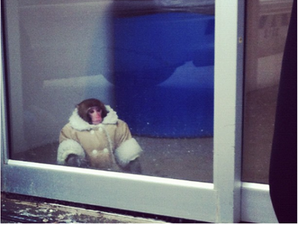 “Stylish But Illegal Monkey Found”: Anyone Leave Their Monkey At Ikea? He’s Wearing A Fur Coat