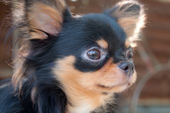 Little Dog, Big Inspiration: Have You Heard The Story of BeeBee The Chihuahua?