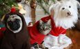 Festive Felines And Crimbo Canines: Cats And Dogs In Their Christmas Jumpers